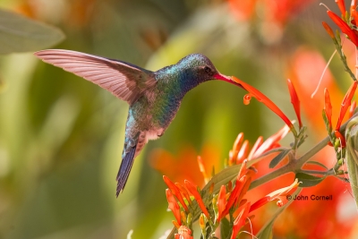 Broad-billed-Hummingbird;Cyanocitta-cristata;Flying-Bird;Male;Photography;action
